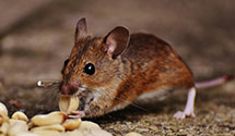 24 Hour & Emergency Exterminators in Westampton Township, NJ